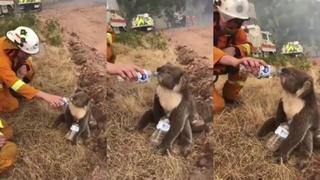 Bombero conmueve al calmar la sed de un koala que sobrevivió a los incendios en Australia