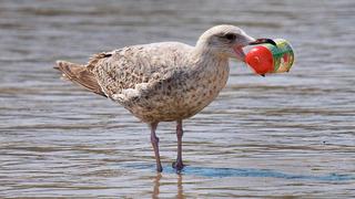 Aves marinas comen plástico porque su olfato los engaña y cree que es alimento