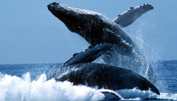 'Expertos' abogan por uso de explosivos para matar a ballenas 