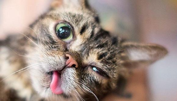 Mascotas: ¿ya conoces a Lil Bub? La gatita con millones de fans en Facebook (FOTOS)
