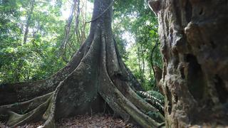 Madre de Dios: Disfruta de los destinos turísticos seguros de Manu y Tambopata 