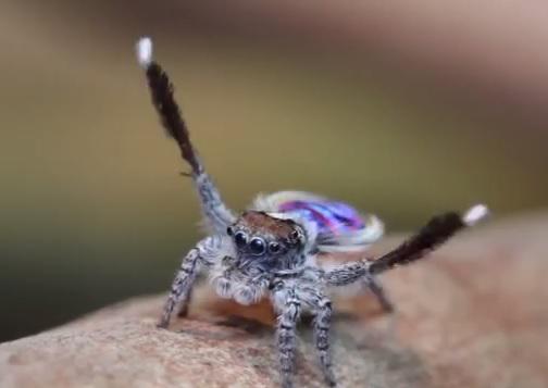 El baile de apareamiento de una araña al estilo de 'Village People' [VIDEO] 