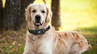 Lanzan primer smartphone para perros: un collar con G3 y GPS integrados