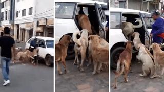 Anciana sorprende al adoptar 8 perros callejeros y llevárselos en un taxi | VIDEO