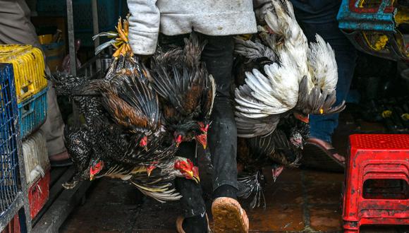 El virus H5N1 o “gripe aviar” es un virus que se puede transmitir desde aves o mamíferos marinos al ser humano. (Foto por TANG CHHIN SOTHY / AFP)