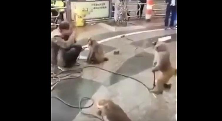 ​YouTube: Trató de adiestrar a mono con cuchillo pero animal se vengó y pasó lo peor [VIDEO]
