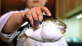 ​Fugu: Todo sobre la delicia culinaria que mata [VIDEO]