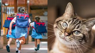 Niña se identifica como gato: en su colegio y casa la apoyan al comportarse igual que felino