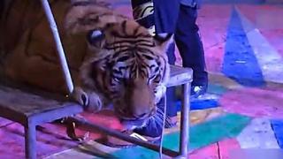 ¡Crueles! Circo hace algo atroz con tigre para tener contentos a visitantes (VIDEO)