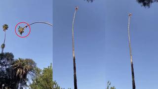 Jardinero adicto a la adrenalina poda la parte más alta de una palmera trepándose sobre ella