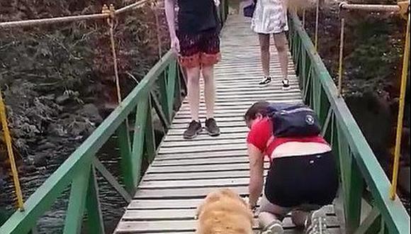 Perrito tiene pánico de cruzar puente y actitud de su dueña conmueve las redes sociales (VIDEO) 