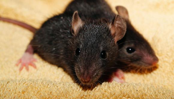 Según la policía, los roedores se comieron la droga. (Foto referencial: Pixabay)