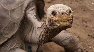 Islas Galápagos: tortuga gigante "Solitario George" vuelve... disecada