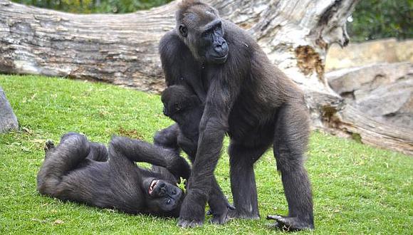 ​Gorilas aprenden por su cuenta a limpiar la comida antes de ingerirla