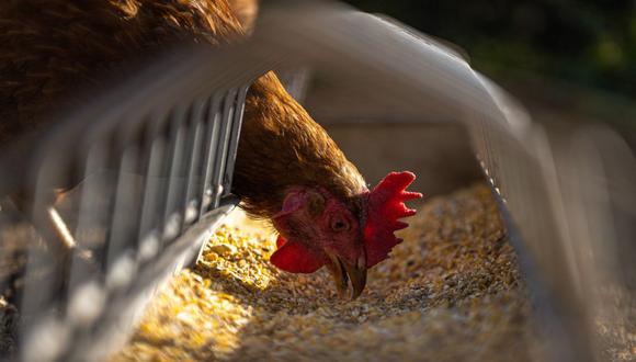 El contagio de gripe aviar en personas requiere necesariamente un contacto directo con un ave infectada. (Foto referencial: Pixabay)