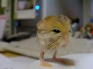 Animal asombra por tener extraña apariencia a ratón, pollo y canguro