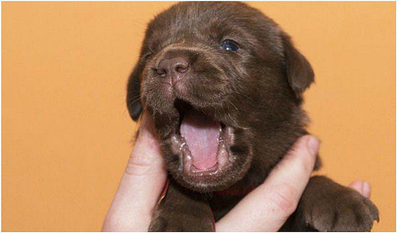 Tips para identificar la raza de tu perro