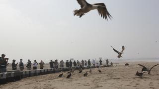 Derrame de petróleo: así fue la liberación de 39 aves afectadas por el crudo de Repsol y que se recuperaron | VIDEO