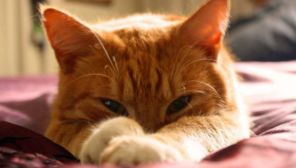 El gato mostró un comportamiento que ha sido considerado como inusual por algunas personas. (Foto referencial - Pixabay)
