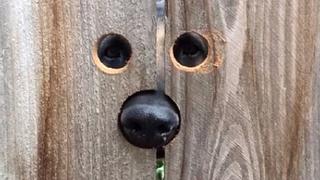 Perrito saltaba todos los días para saludar a vecina, pero ella tuvo esta idea (VIDEO)