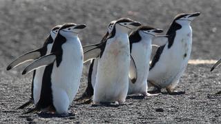 Pingüinos son clave para reciclar hierro, a través de su guano, en aguas superficiales de la Antártida