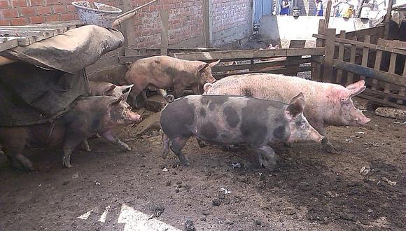 San Juan de Miraflores: Clausuran chancherías por criar cerdos en pésimas condiciones   