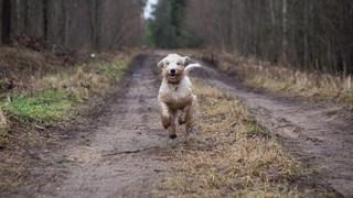 Perro se pierde durante paseo con sus dueños y camina 380 kilómetros para volver a casa