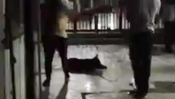 "Cholito": perro asesinado logra que aprueben ley de mascotas (VIDEO)