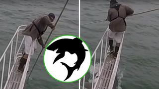 Científico observa feroces tiburones y uno de ellos "sale a saludarlo" (VIDEO)