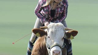 Mujer practica equitación sobre una vaca 