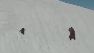 Pequeño oso y su mamá luchan contra la nieve para no caer a un precipicio (VIDEO)