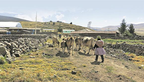 Combate contra las heladas: la lucha constante de los ganaderos en Junín 