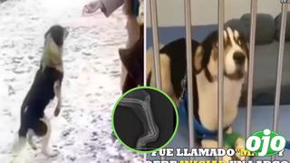 Abandonan a perrito con discapacidad y pide ayuda hasta que lo rescatan | VIDEO