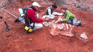 ​Descubren en Argentina dinosaurio gigante de más de 200 millones de años