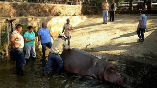 Animales: humanos hieren brutalmente a hipopótamo en zoológico 
