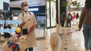 Tik Tok: Joven se pasea con su alpaca en centro comercial ya que es pet friendly [VIDEO]