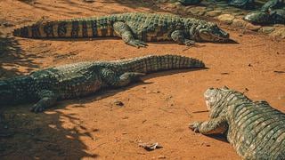 Nadaban en un cenote de Tulum hasta que se cruzaron con un aterrador cocodrilo