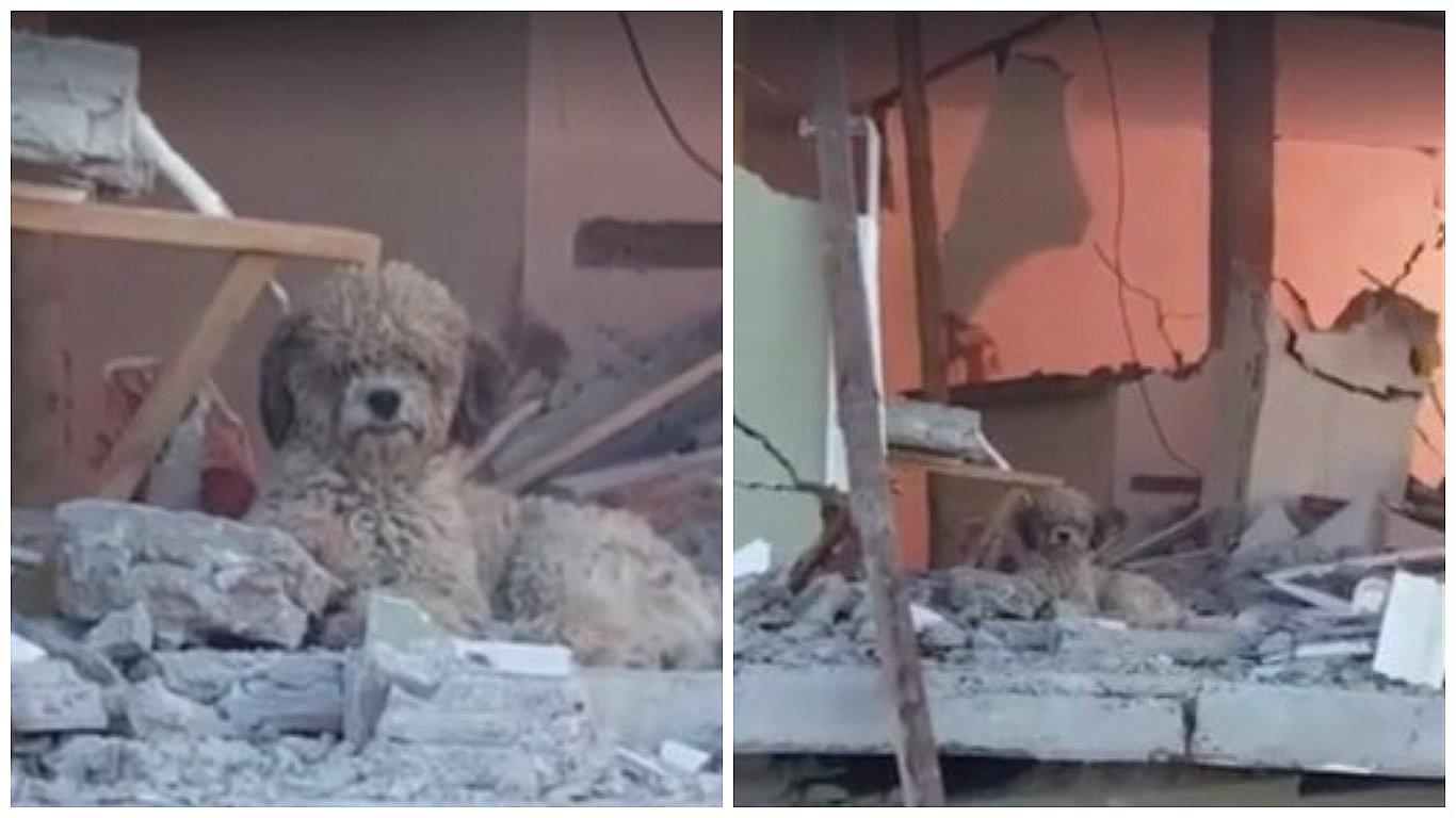 ​Facebook: perrito se niega a dejar su casa tras terremoto de Ecuador [VIDEO]