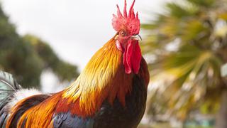 No quiere que su gallina muera por la gripe aviar y le pone una mascarilla