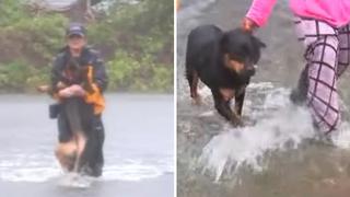 Reportera interrumpe reportaje en vivo para salvar a un perrito atrapado en una inundación (VIDEO)