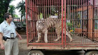 Tigres y leones, a precios de saldo en México a raíz de una ley ecologista 