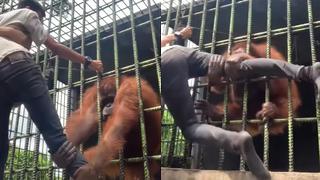 Indonesia: quiso tocar a un orangután y terminó siendo atacado por el animal [VIDEO]