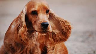 Perrito y su dueña se abrazan tiernamente antes de despedirse conmoviendo a todos