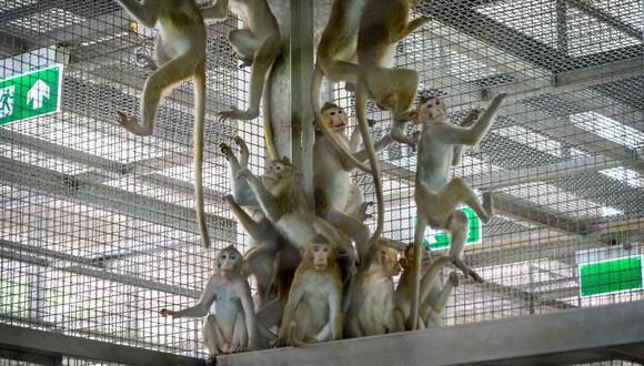 Esta foto tomada el 23 de mayo de 2020 muestra a monos de laboratorio reaccionando a la presencia humana en su jaula. (Foto: Mladen ANTONOV / AFP)