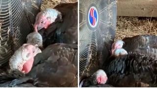 Pavos se refrescan con la ayuda de un ventilador y sorprenden a miles en las redes 