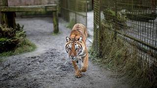 Dos tigres son capturados tras escaparse para salir a "pasear"