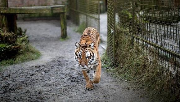 Dos tigres son capturados tras escaparse para salir a "pasear"