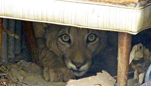 ​Puma que vivía escondido abajo de una cama será liberado a un parque natural