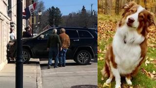 Estados Unidos: Un perro roba un carro y lo estrella contra una galería de arte