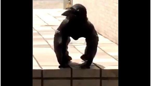 ​Cuervo-gorila aparece y ese extraño animal es sensación en las redes | VIDEO